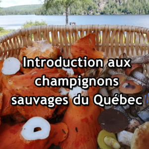 Introduction aux champignons sauvages du Québec - Mardi le 21 avril 2026, 18h30