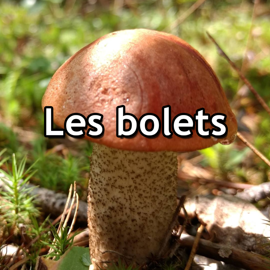 Les bolets - Le 26 mars 2025 18h30