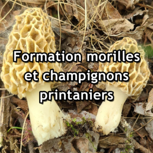 Formation morilles et champignons printaniers - Mercredi 22 avril 2026, 18h30