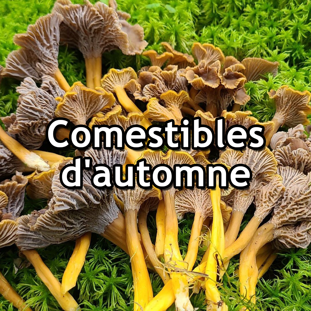 Comestibles d'automne -